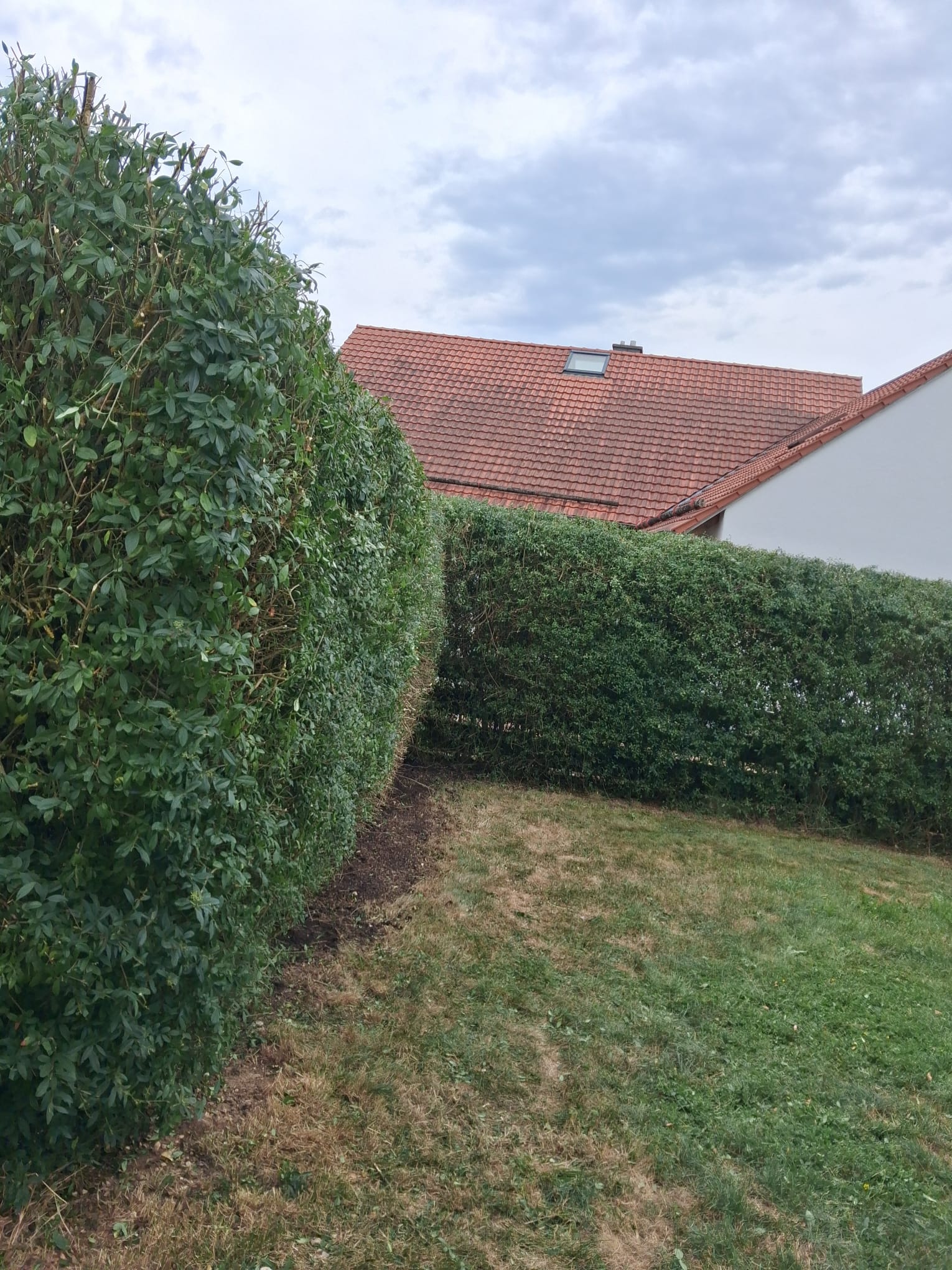 Hecke halb geschnitten – deutlicher Kontrast zwischen Vorher und Nachher – Kormanns Gartenpflege